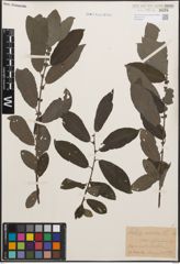 Foto von Salix cinerea L.
